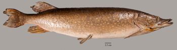 Media type: image;   Ichthyology 154882 Aspect: lateral